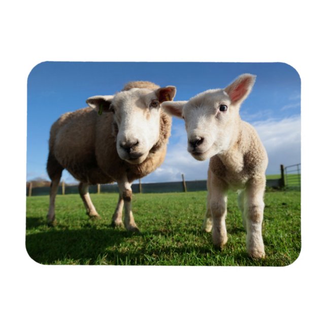 Ímã Bebês Mais Pobres | Lamb e mamãe recém-nascidos (Horizontal)