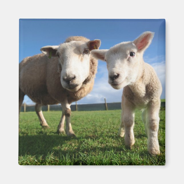 Imã Bebês Mais Pobres | Lamb e mamãe recém-nascidos (Frente)