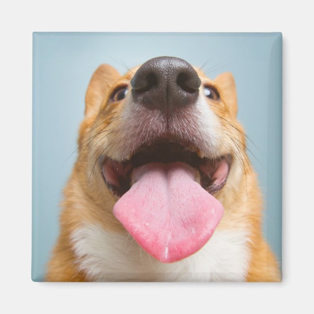 Imã Bebês Mais Pobres | Língua Corgi (Frente)