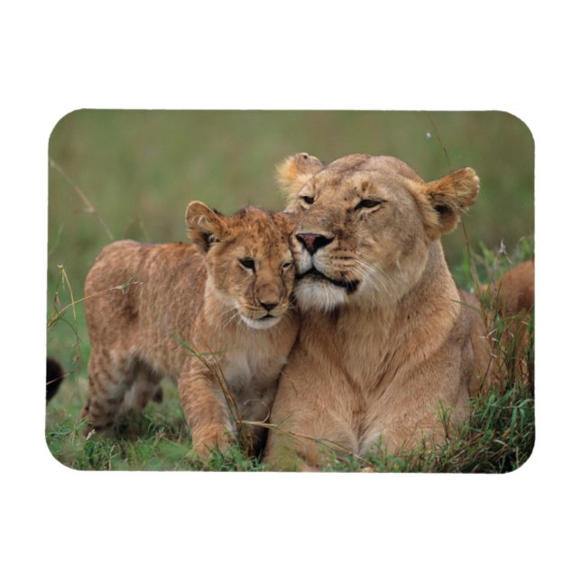 Ímã Bebês Mais Pobres | Lion Cub & Mãe (Horizontal)