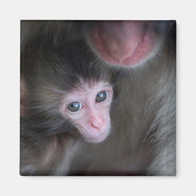 Imã Bebês Mais Pobres | Macaco Baby Macaque e Mãe (Frente)