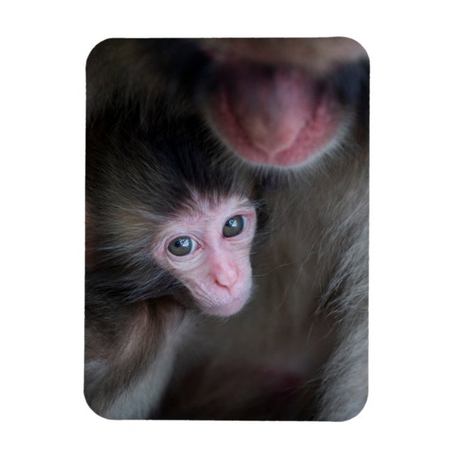 Ímã Bebês Mais Pobres | Macaco Baby Macaque e Mãe (Vertical)