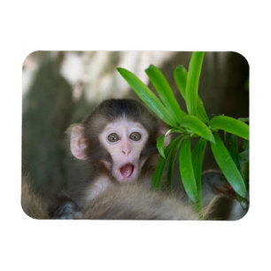 Ímã Bebês Mais Pobres Macaco surpreso na neve