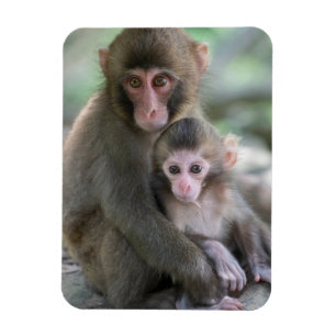 Ímã Bebês Mais Pobres Macacos Japoneses