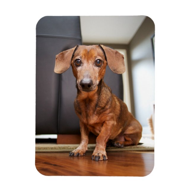 Ímã Bebês Mais Pobres | Mini Dachshund Puppy (Vertical)