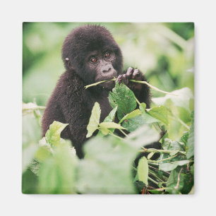Imã Bebês Mais Pobres   Montanha Gorilla Baby