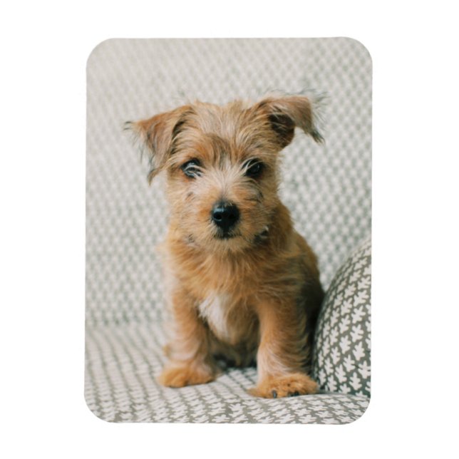 Ímã Bebês Mais Pobres | Norfolk Terrier Puppy (Vertical)