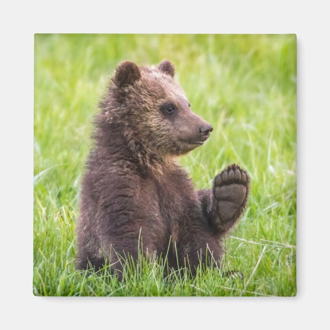 Imã Bebês Mais Pobres | Onda De Cubo De Urso Castanho (Frente)