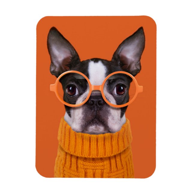 Ímã Bebês Mais Pobres | Orange Boston Terrier (Vertical)