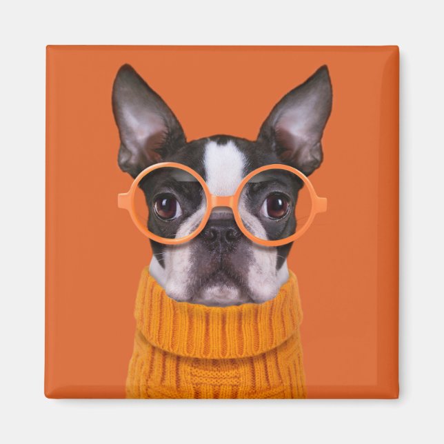 Imã Bebês Mais Pobres | Orange Boston Terrier (Frente)