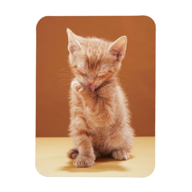 Ímã Bebês Mais Pobres | Orange Tabby Kitten (Vertical)