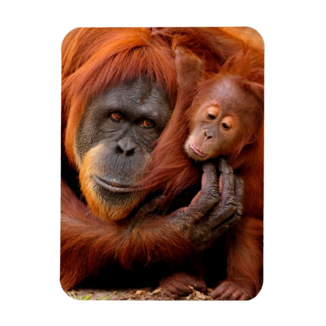 Ímã Bebês Mais Pobres | Orangutan Mãe e Bebê (Vertical)