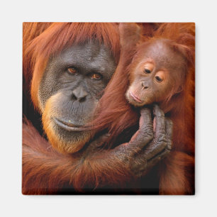 Imã Bebês Mais Pobres Orangutan Mãe e Bebê