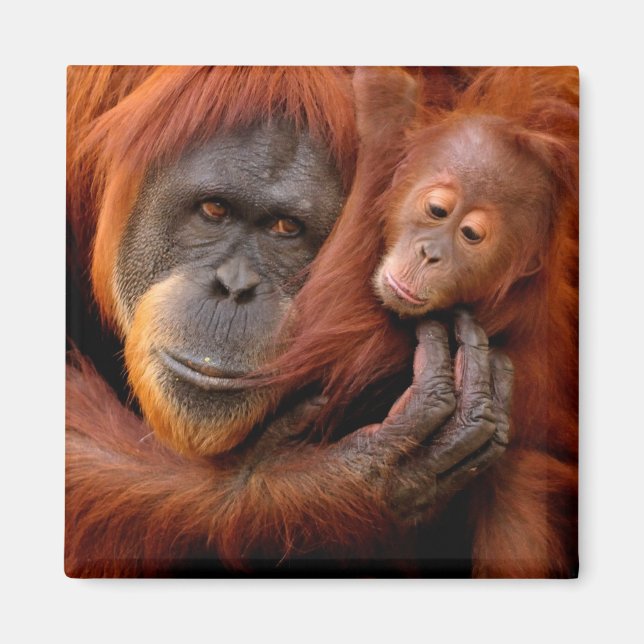 Imã Bebês Mais Pobres | Orangutan Mãe e Bebê (Frente)