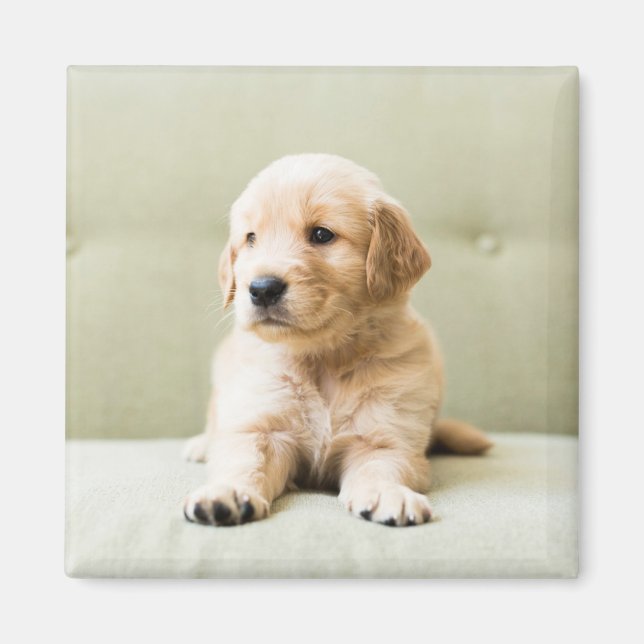 Imã Bebês Mais Pobres | Ouro Retriever Puppy (Frente)