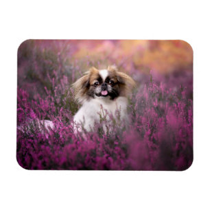 Ímã Bebês Mais Pobres Pekingese Puppy