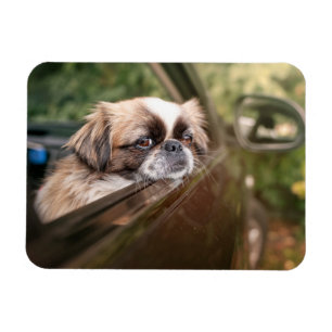 Ímã Bebês Mais Pobres Pekingese Puppy no carro