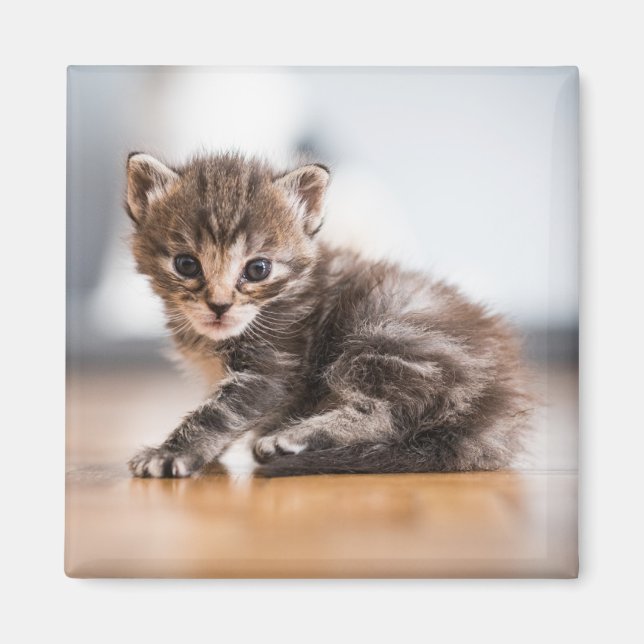 Imã Bebês Mais Pobres | Pequeno Tabby Kitten (Frente)