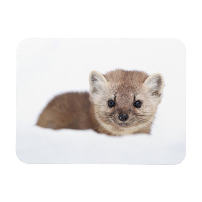Ímã Bebês Mais Pobres | Pine Marten (Horizontal)