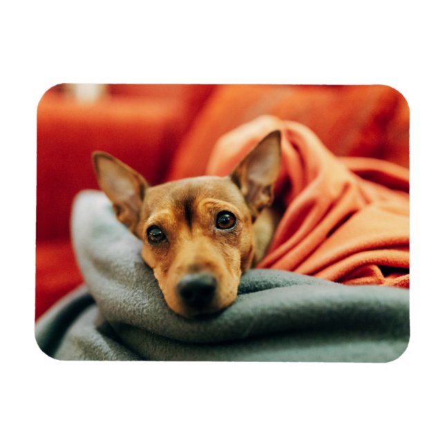Ímã Bebês Mais Pobres | Pinscher miniatura (Horizontal)