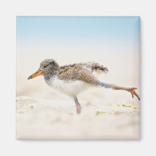 Imã Bebês Mais Pobres   Pintinho de Oystercatcher Amer