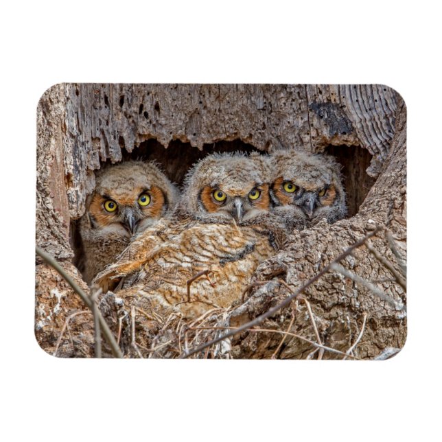 Ímã Bebês Mais Pobres | PINTINHOS EXCELENTES (Horizontal)