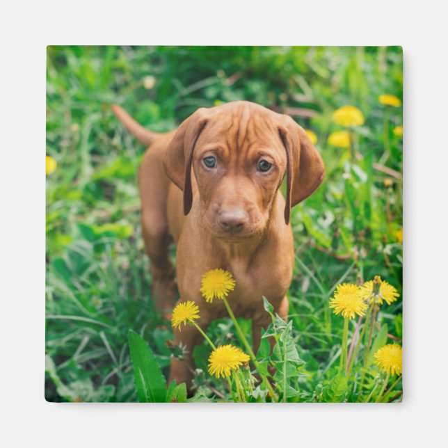 Imã Bebês Mais Pobres | Pointer Puppy (Frente)