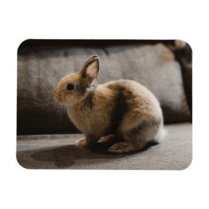 Ímã Bebês Mais Pobres Rabbit anão neerlandês