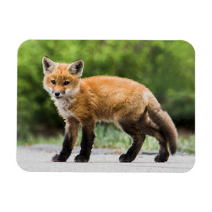 Ímã Bebês Mais Pobres Raposa