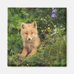 Imã Bebês Mais Pobres Red Fox em Umnak Alaska