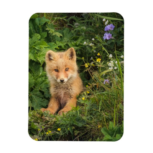 Ímã Bebês Mais Pobres | Red Fox em Umnak Alaska (Vertical)