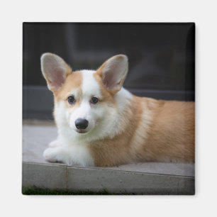 Imã Bebês Mais Pobres   Relaxamento do Corgi Puppy
