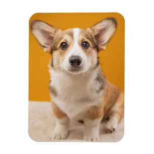 Ímã Bebês Mais Pobres   Retrato de Corgi em laranja