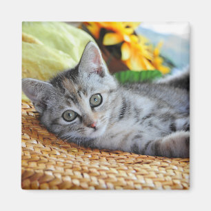 Imã Bebês Mais Pobres Salto de Kitten