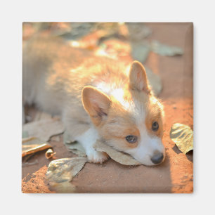 Imã Bebês Mais Pobres   Shy Corgi