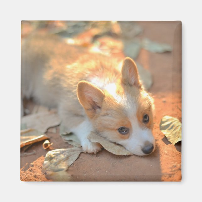 Imã Bebês Mais Pobres | Shy Corgi (Frente)