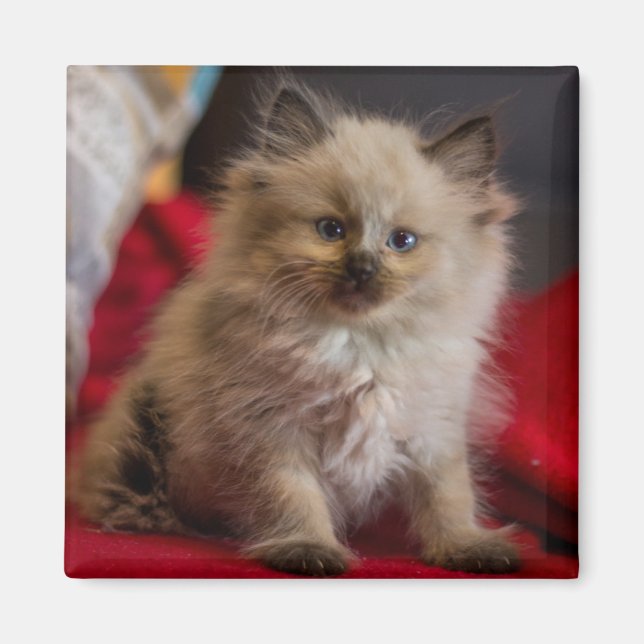 Imã Bebês Mais Pobres | Siamese Kitten (Frente)