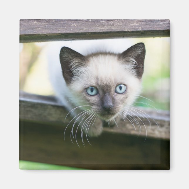 Imã Bebês Mais Pobres | Siamese Kitten 2 (Frente)