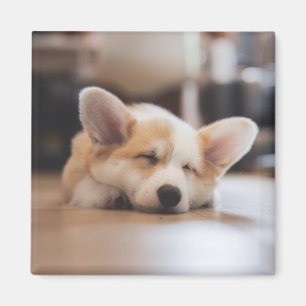 Imã Bebês Mais Pobres   Sleepy Corgi