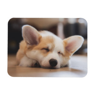 Ímã Bebês Mais Pobres   Sleepy Corgi