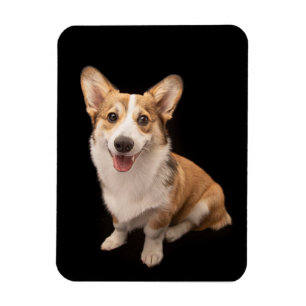 Ímã Bebês Mais Pobres Sorriso De Corgi Puppy