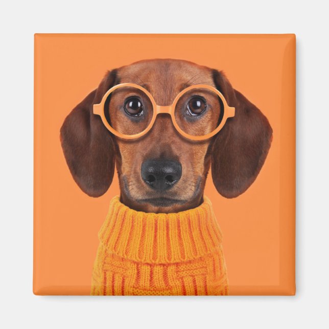 Imã Bebês Mais Pobres | Suéter de laranja Dachshund (Frente)