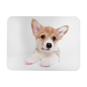 Ímã Bebês Mais Pobres Sweet Baby Corgi