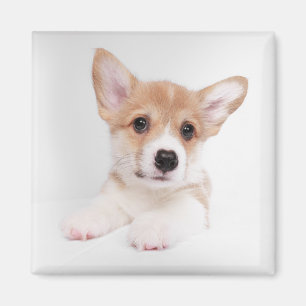 Imã Bebês Mais Pobres Sweet Baby Corgi