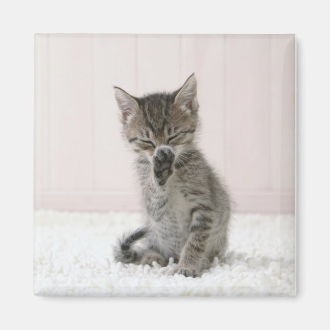 Imã Bebês Mais Pobres | Tabby Kitten De Licença (Frente)