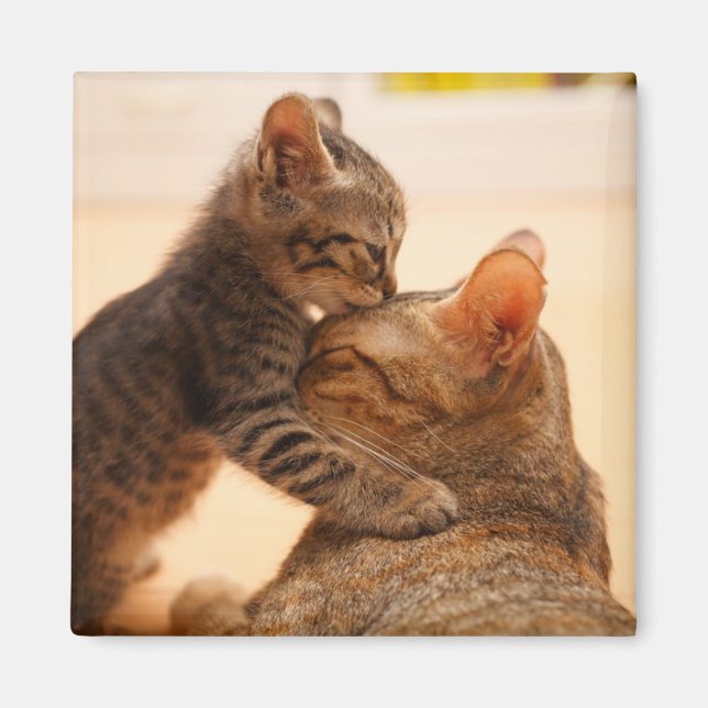 Imã Bebês Mais Pobres | Tabby Kitten Kiss (Frente)