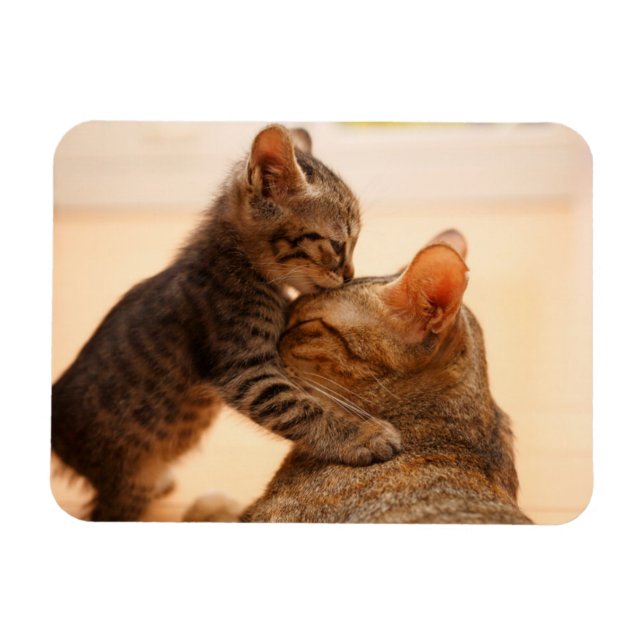Ímã Bebês Mais Pobres | Tabby Kitten Kiss (Horizontal)