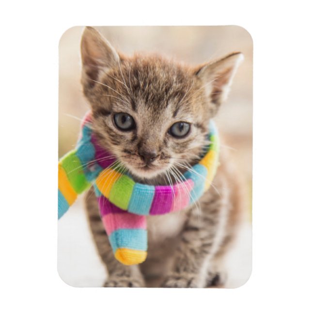Ímã Bebês Mais Pobres | Tabby Kitten Rainbow Scarf (Vertical)