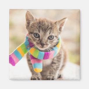 Imã Bebês Mais Pobres   Tabby Kitten Rainbow Scarf