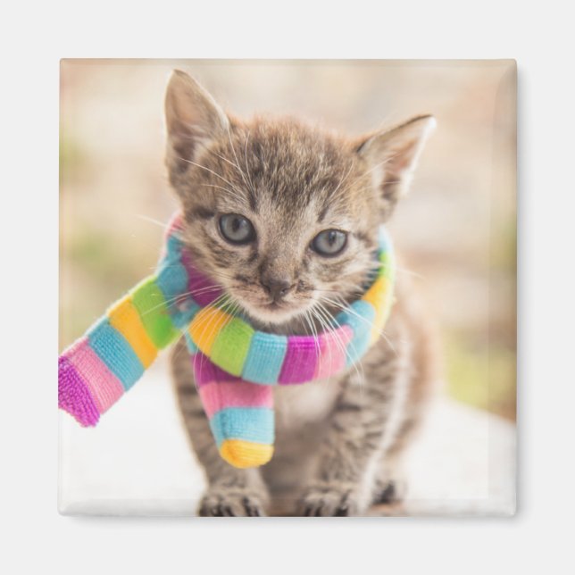 Imã Bebês Mais Pobres | Tabby Kitten Rainbow Scarf (Frente)